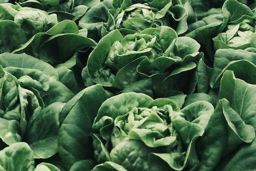 Field of lettuce